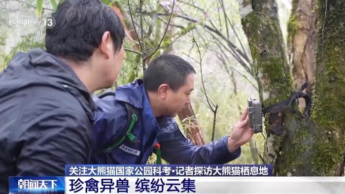 视频丨白色野生大熊猫正脸首次公开，与正常熊猫一起栖居