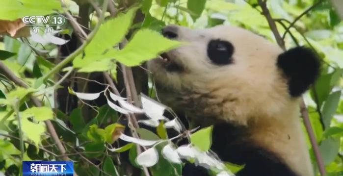 视频丨白色野生大熊猫正脸首次公开，与正常熊猫一起栖居