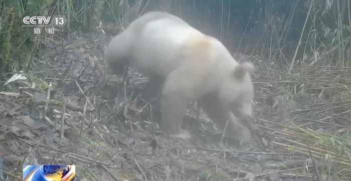 视频丨白色野生大熊猫正脸首次公开，与正常熊猫一起栖居