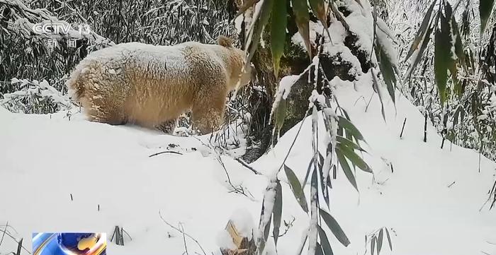 视频丨白色野生大熊猫正脸首次公开，与正常熊猫一起栖居