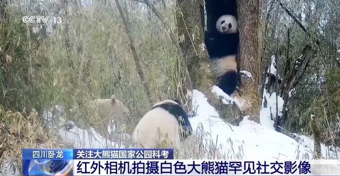 视频丨白色野生大熊猫正脸首次公开，与正常熊猫一起栖居