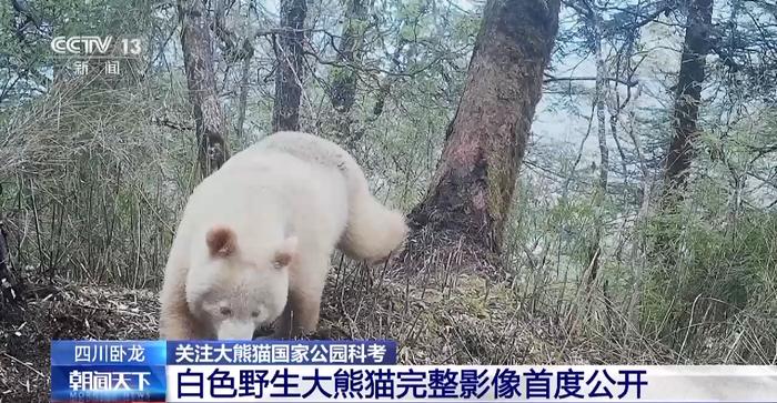 视频丨白色野生大熊猫正脸首次公开，与正常熊猫一起栖居