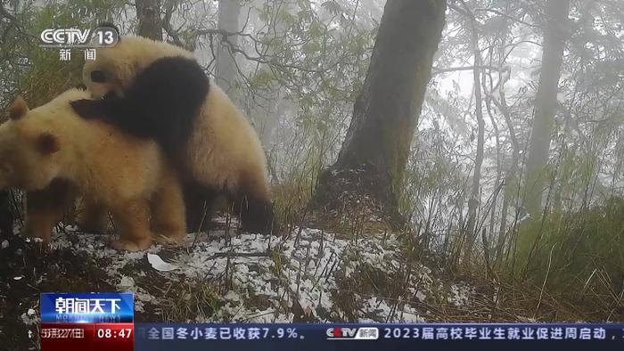 视频丨白色野生大熊猫正脸首次公开，与正常熊猫一起栖居