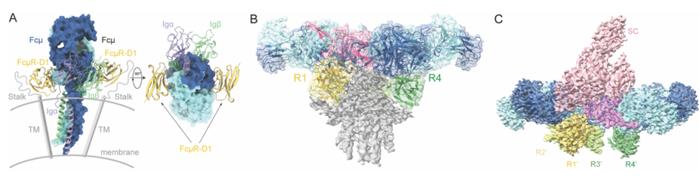 科学家发现FcuR识别不同形式免疫球蛋白M的分子机制，助力于理解生物学功能