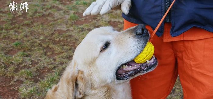 废墟中的“生命雷达”：搜救犬到底有多厉害？