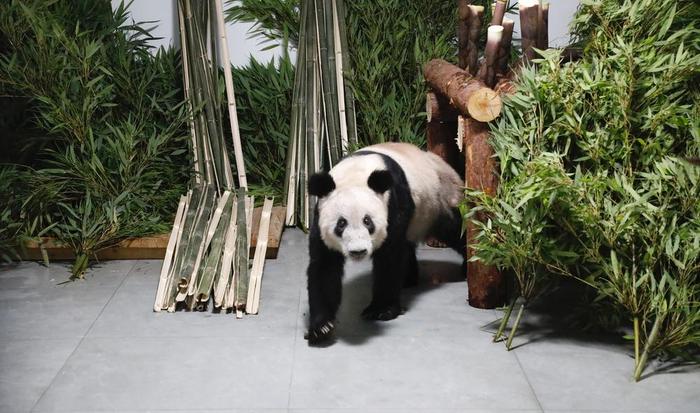 5月29日，大熊猫“丫丫”回到北京植物园。新华社发（付卓新 摄）