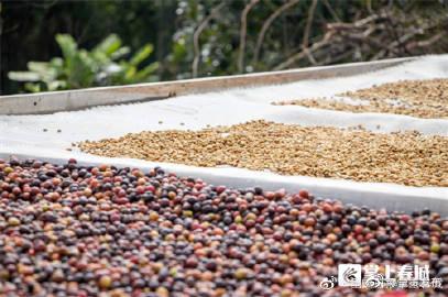 38元/公斤！云南咖啡豆价格一路上涨 海外好评如潮