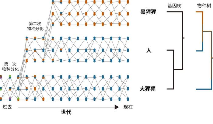 中外科学家联手揭开灵长类动物演化之谜