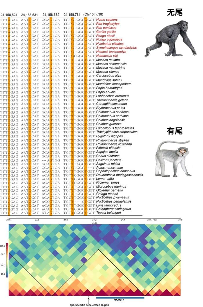 中外科学家联手揭开灵长类动物演化之谜