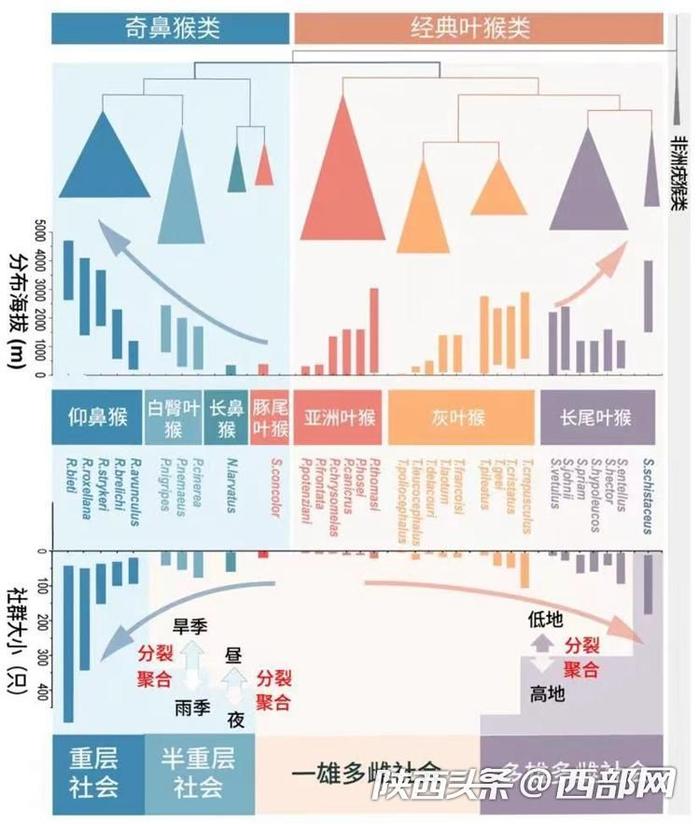 秦岭金丝猴登上Science封面！西北大学研究团队首次揭示灵长类社会演化之谜