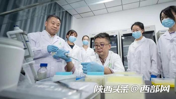 秦岭金丝猴登上Science封面！西北大学研究团队首次揭示灵长类社会演化之谜