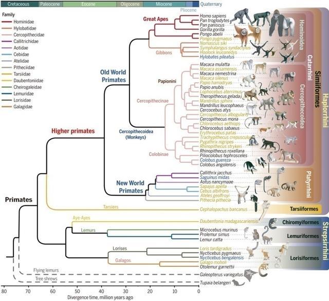 揭示灵长动物演化之谜 这个团队一次发6篇《科学》