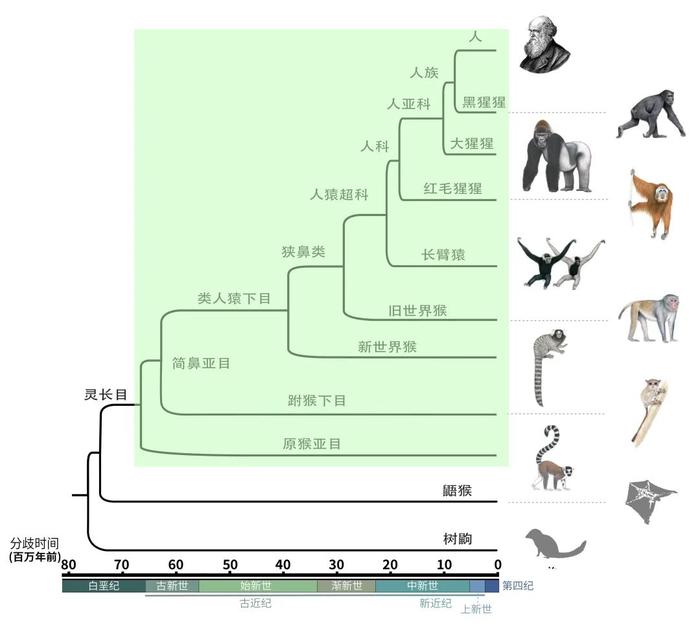 中外科学家联手揭开灵长类动物演化之谜