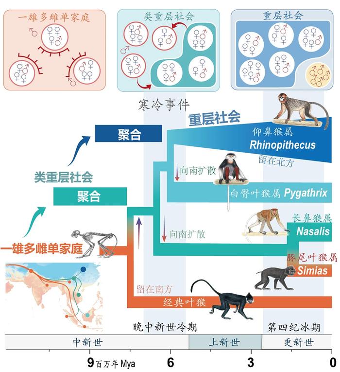 秦岭金丝猴，上了Science封面