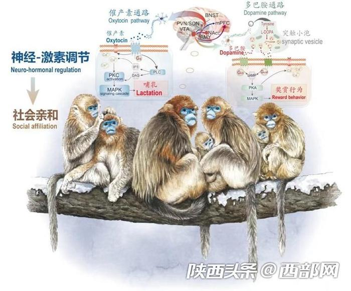 秦岭金丝猴登上Science封面！西北大学研究团队首次揭示灵长类社会演化之谜