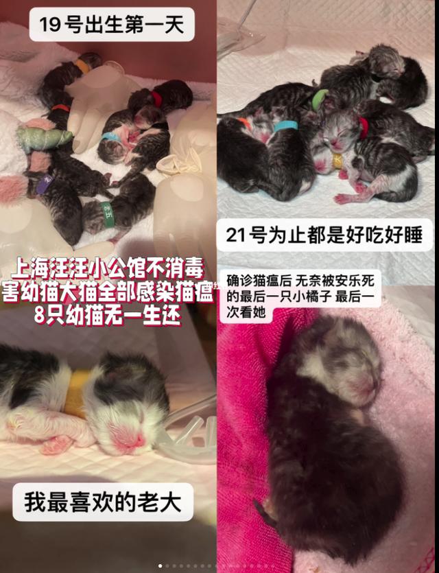 宠物猫“治”死了？“新瑞鹏”“瑞派”宠物医院被质疑治疗不当……