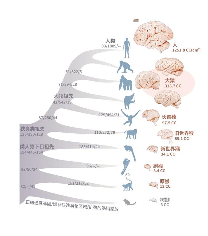 中外科学家联手揭开灵长类动物演化之谜