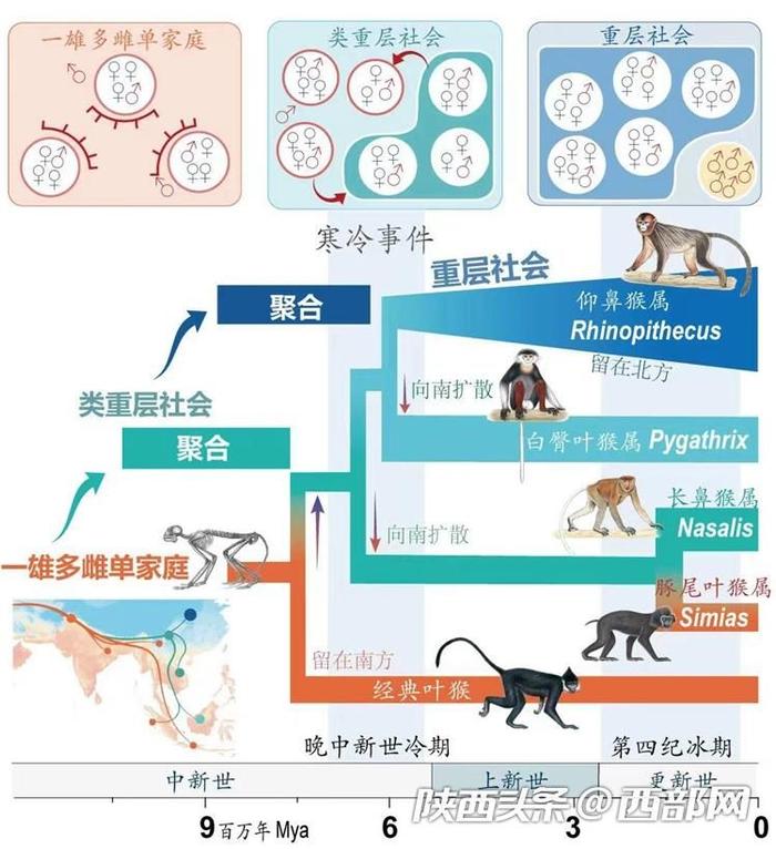 秦岭金丝猴登上Science封面！西北大学研究团队首次揭示灵长类社会演化之谜