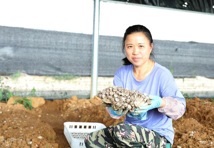 玉屏:鹿茸菇二次栽培增效益 1 玉屏:鹿茸菇二次栽培增效益 1