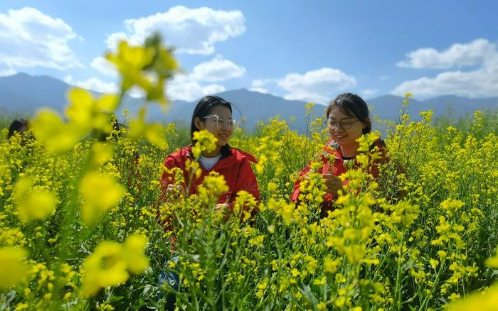 油菜版图新势力 不仅能赏花还有油、菜、花、蜜多用途