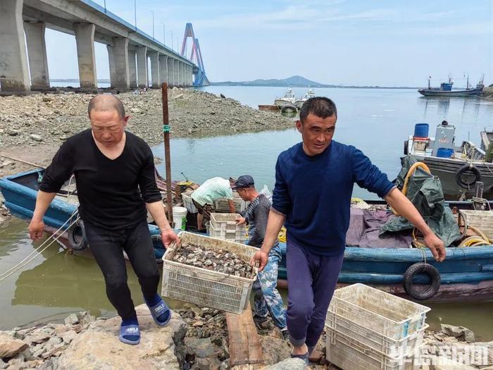 你贵姓？青岛海边，捞上来几千斤…叫不上名的生猛海鲜！没上岸就被抢完！网友盯了半天：你是象拔蚌的弟弟吗？