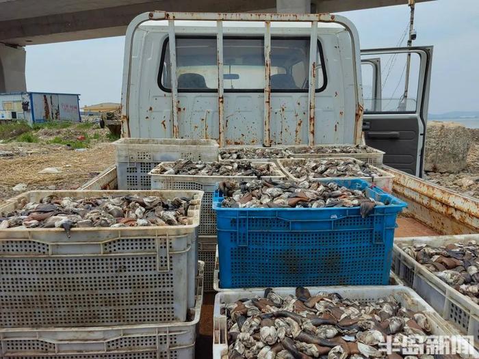 你贵姓？青岛海边，捞上来几千斤…叫不上名的生猛海鲜！没上岸就被抢完！网友盯了半天：你是象拔蚌的弟弟吗？