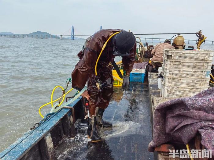 你贵姓？青岛海边，捞上来几千斤…叫不上名的生猛海鲜！没上岸就被抢完！网友盯了半天：你是象拔蚌的弟弟吗？