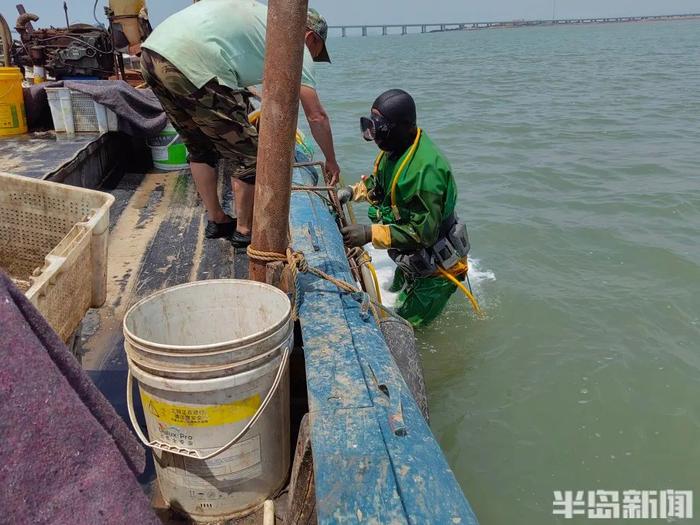 你贵姓？青岛海边，捞上来几千斤…叫不上名的生猛海鲜！没上岸就被抢完！网友盯了半天：你是象拔蚌的弟弟吗？