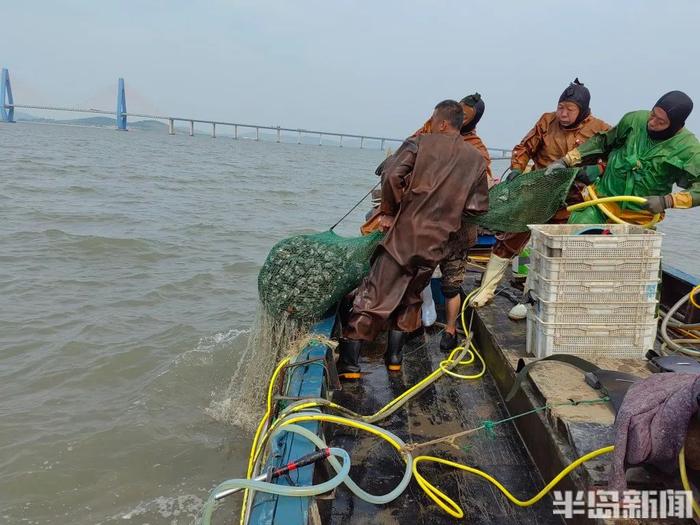 你贵姓？青岛海边，捞上来几千斤…叫不上名的生猛海鲜！没上岸就被抢完！网友盯了半天：你是象拔蚌的弟弟吗？