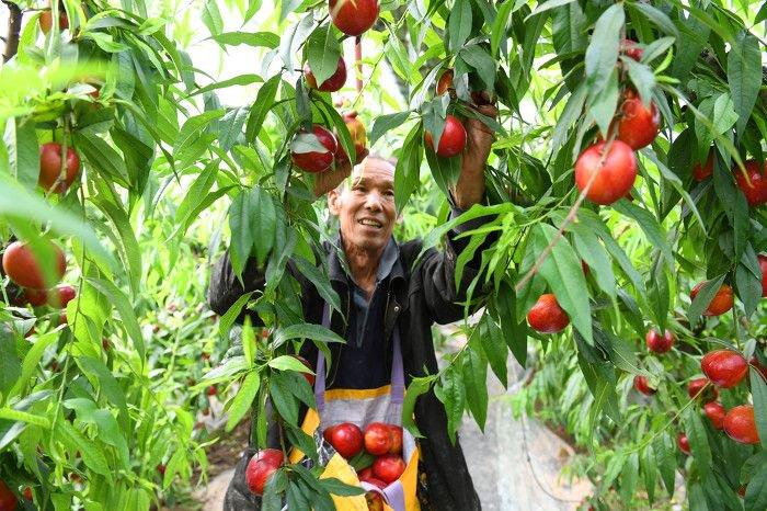 图话丨稷王山下，大棚油桃丰收果农乐