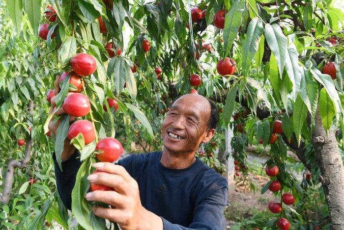 图话丨稷王山下，大棚油桃丰收果农乐