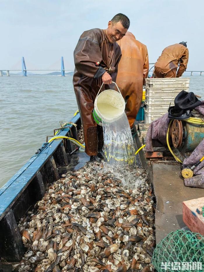 你贵姓？青岛海边，捞上来几千斤…叫不上名的生猛海鲜！没上岸就被抢完！网友盯了半天：你是象拔蚌的弟弟吗？