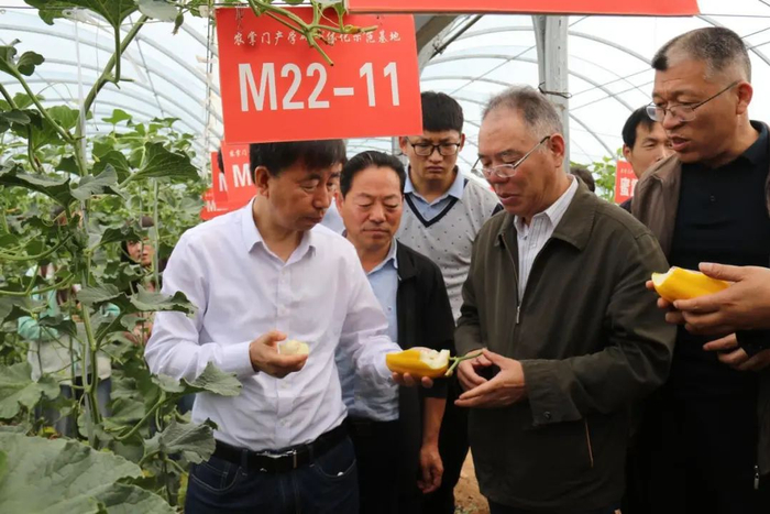 同台“竞味”!蒲城西甜瓜用品质“说话”