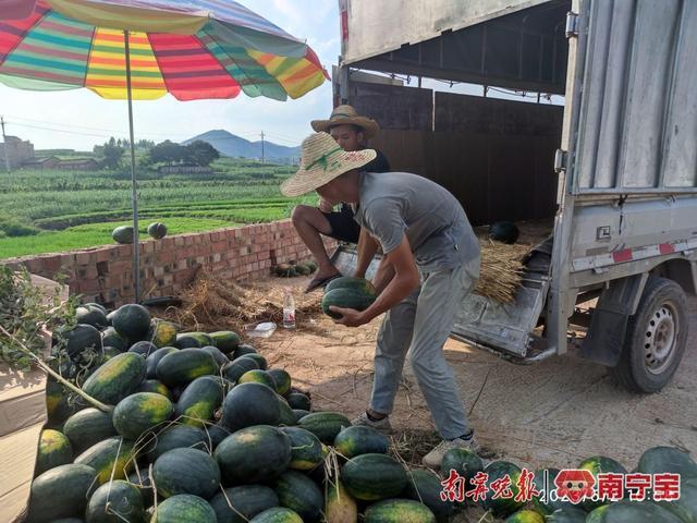 火龙果、西瓜、甜瓜！南宁市青秀区各镇瓜果飘香丰收上市