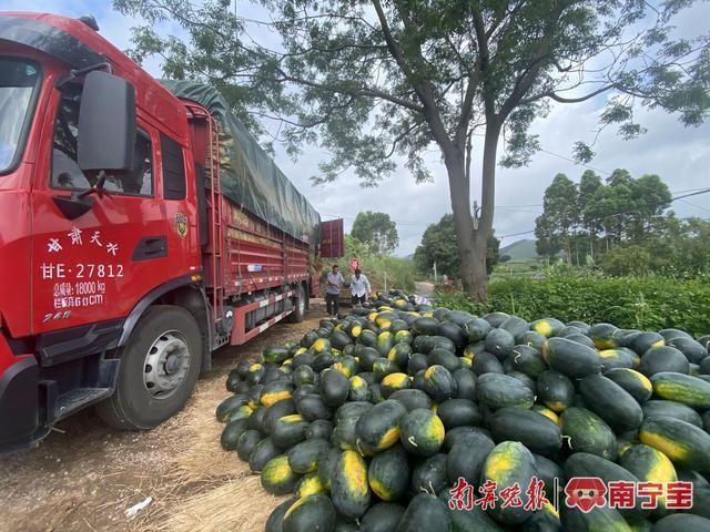 火龙果、西瓜、甜瓜！南宁市青秀区各镇瓜果飘香丰收上市