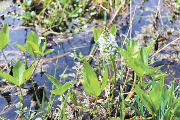 睡菜等19种植物入选 五味子等20种调出 北京新版重点保护野生植物名录发布