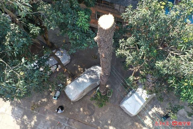 后续 | 南宁一小区20多米高的银桦树被“瘦身”，居民心中的“石头”落地了
