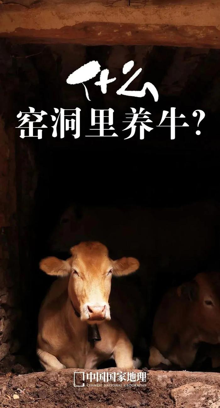 2023年高考试卷中“窑洞养牛” 的题目怎么破？来甘肃省崇信县寻找答案吧！