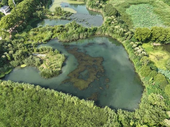 新华每日电讯|常熟保护修复小微湿地，小水塘孕育绿色大能量