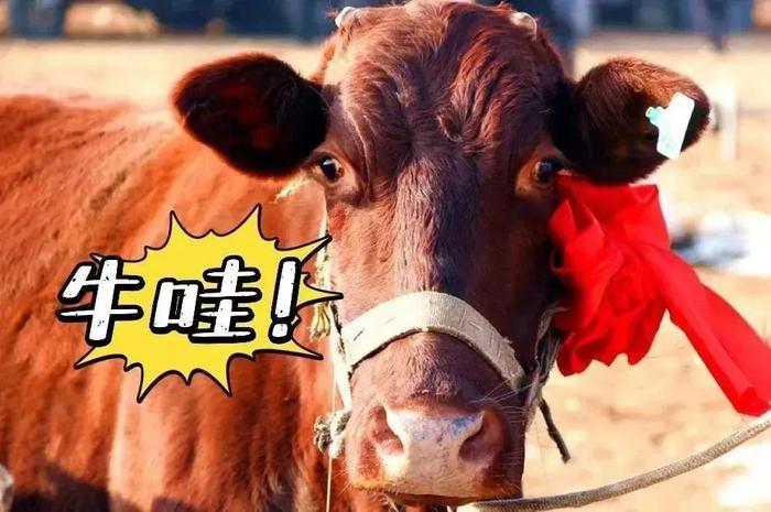 2023年高考试卷中“窑洞养牛” 的题目怎么破？来甘肃省崇信县寻找答案吧！