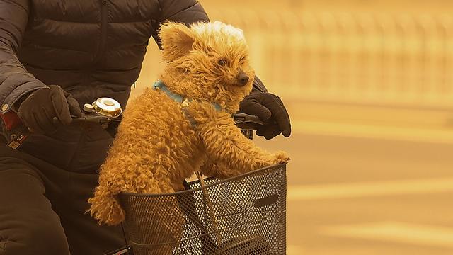 除了高温，空气污染也会增加犬咬伤风险