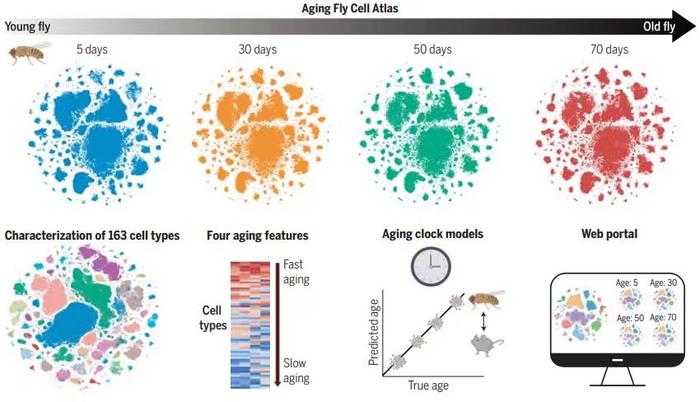 总编辑圈点|揭示体内不同细胞如何老化，首个果蝇细胞衰老图谱公布