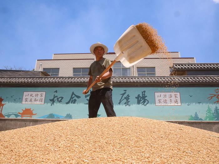 “这麦子地毯，比什么装修都好看！”