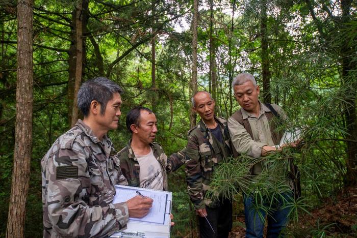 “植物大熊猫”银杉迎来新生