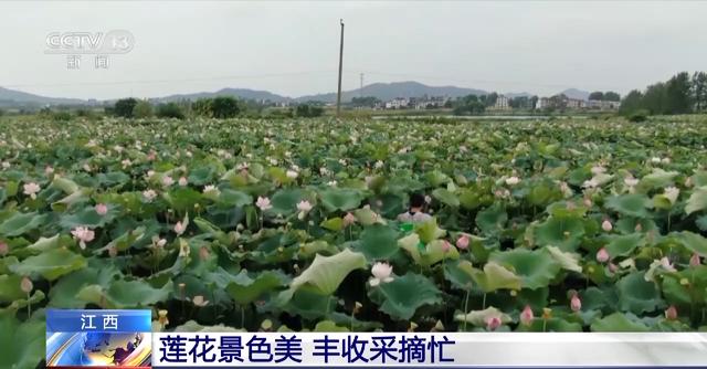 莲花美、麦秆香！全国多地“丰”景如画