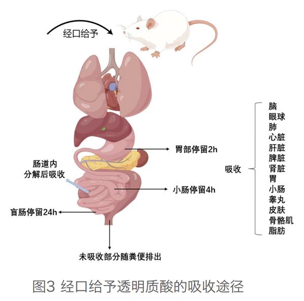 国家糖工程技术研究中心凌沛学院士谈口服透明质酸：功效价值被证实，科普与市场不能脱节