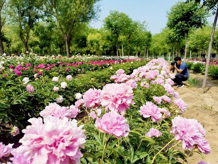 通州于家务：芍药竞放