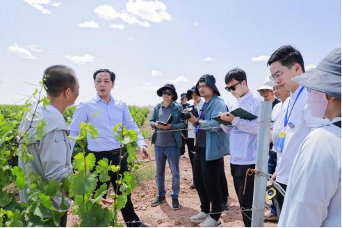 走出杨凌看示范：贺兰山下闪亮的“紫色珍珠”