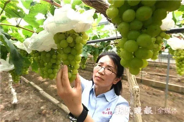 2023上海马陆葡萄文化节开幕，今年马陆葡萄试点“按串卖”