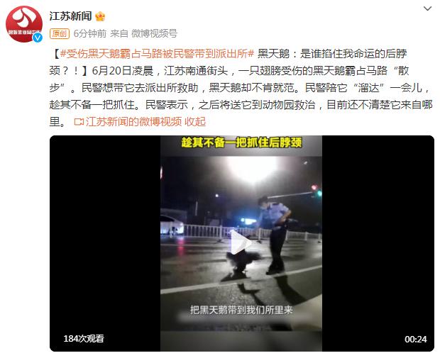 受伤黑天鹅霸占马路被民警带到派出所，黑天鹅：是谁掐住我命运的后脖颈